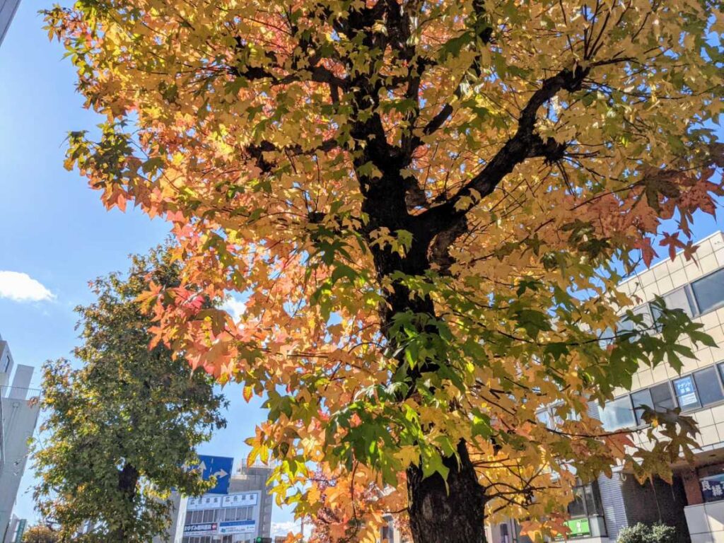 新前橋の紅葉が見頃 特に群馬県社会福祉総合センター周辺がきれい あずまある